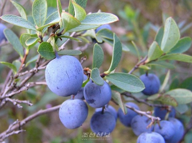 [북한 돋보기] 백두산 들쭉 ‘국가유산’