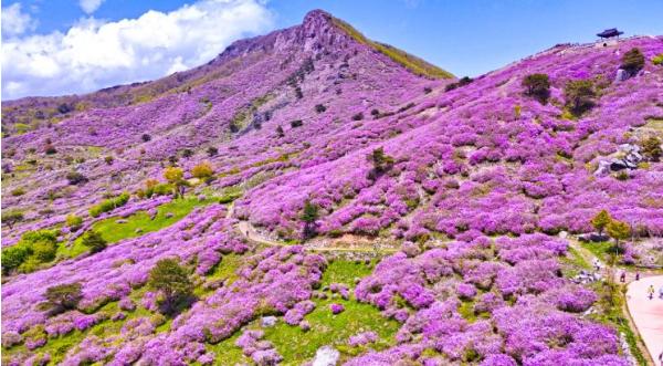 산청군, 봄 관광객 유치에 발 벗고 나섰다 기사 이미지