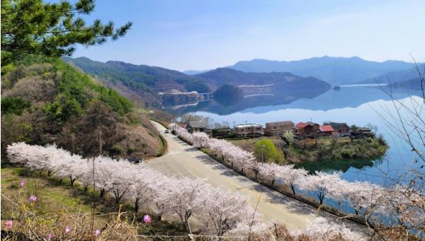 진안군, 늦게 피어 더 여유로운 ‘진안고원 벚꽃 여행’ 추천