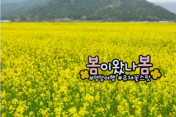 “유채꽃 한 송이에 봄을 담다” 영암군, 상춘객 맞이 프로그램 운영