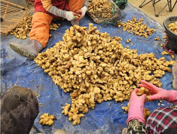 충남도 농업기술원, 씨생강 하나가 수확을 바꾼다!