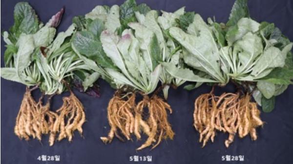 충남도 농업기술원 지황 정식, 4월 하순보다 5월 하순 유리