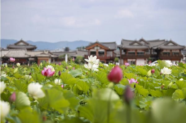 황리단길 옆 황남고분 연꽃 만개… 여름 경주 대표 풍경으로 '눈길'